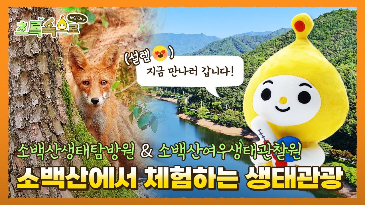 소백산에서 배우는 생태관광🦊 소백산생태탐방원&소백산여우생태관찰원ㅣ초록속으로 EP.03